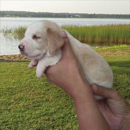 Bailey - Red and white female Basset Hound puppy in Denison, Texas from Emma Lou's Baby Bassets