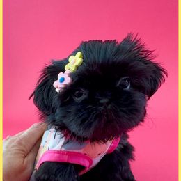 Violet - Black and white female Shih Tzu puppy in Goodyear, Arizona from Arizona Sunrise Shih Tzus