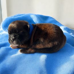 AKC-Gizmo - Brindle male Shih Tzu puppy in Charlotte, North Carolina from Judy's Shih Tzus