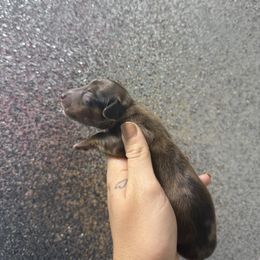 Red dapple boy - Dapple male Dachshund puppy in Rockton, Illinois from K&M Dachshunds