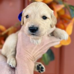 Blue male - Golden male Golden Retriever puppy in Sandy, Utah from North Star Goldens