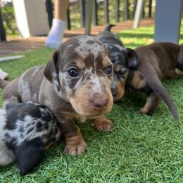 Dachshund Puppies from Weenie Bros