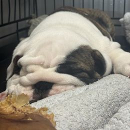 Mikey - Brindle male Bulldog puppy in Crane Hill, Alabama from Jetana Bulldogs
