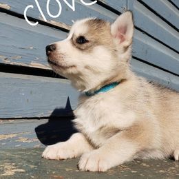 Siberian Husky Puppies from Little Handsome Siberians