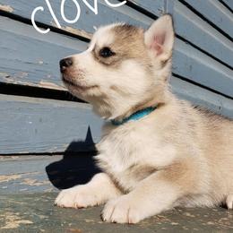 Siberian Husky Puppies from Little Handsome Siberians