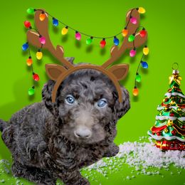 Poodle Puppies from Polly Wally Doodles and Poodles