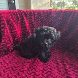 Burk - male Companion Cross puppy in Richmond, Texas from Marcia Hamlet