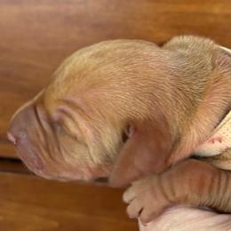 Ranger - Golden rust male Vizsla puppy in Plymouth, Minnesota from Carlson Vizslas