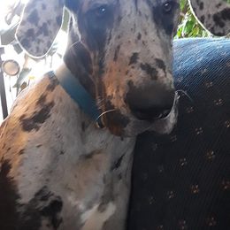 Great Danes from Dennison's Danes