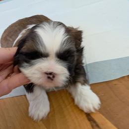 Joy - Liver and white female Shih Tzu puppy in Wakeman, Ohio from Gemstone Puppies