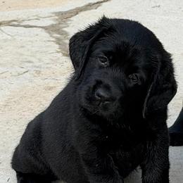 Gypsy - Black female Labrador Retriever puppy in Maynardville, Tennessee from Three Bears Labradors