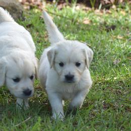 Goldendoodle and Golden Retriever Puppies from Magical Goldens