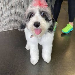 Goldendoodle Puppies from Lake Road Doodles