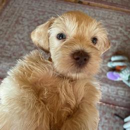 Scotty - Wheaten male Miniature Schnauzer puppy in Interlachen, Florida from Pam's Schnauzers