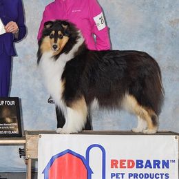 Pearl - Collie