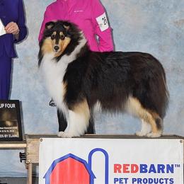 Pearl - Collie