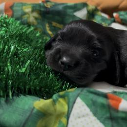 Ace - Black male Dachshund puppy in Sheridan, Arkansas from Farmhouse Dachshunds
