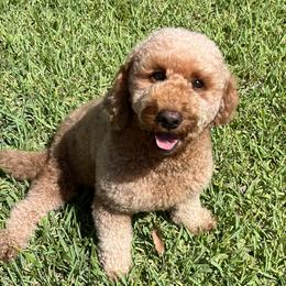 Canelia - Goldendoodle
