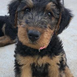 Girl 2 - female Airedale Terrier puppy in Anderson, California from Airedales of Myriad Ranch