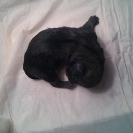 DBs Purcel Saraband (Sara) - Cream female Dachshund puppy in Summerfield, Florida from D & B Ranchette