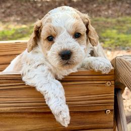 Lovie (Lime Collar) - Apricot female Australian Labradoodle puppy in Mount Gilead, North Carolina from Tillery Labradoodles