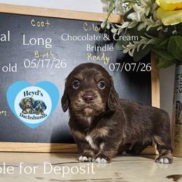 Micheal - Chocolate and cream male Dachshund puppy in Hoquiam, Washington from Heyd's Mini Dachshunds
