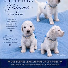 Turquoise - White female Poodle puppy in Louisville, Kentucky from Borealis Poodles