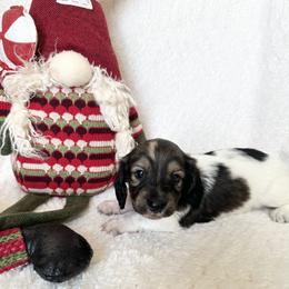 Luca CKC Reg - Cream male Dachshund puppy in Palestine, Texas from Oak tree Dachshunds