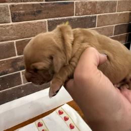 Phyllis-Yellow - Dark golden female Golden Retriever puppy in Cedar City, Utah from RuTess Goldens