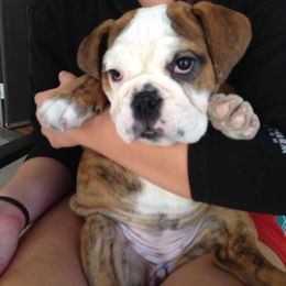 Bulldog and French Bulldog Puppies from Crystals Bulldog Bungalow