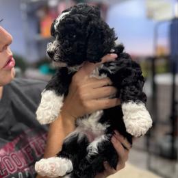 Omelet - Black and white female Sheepadoodle puppy in Bloomfield, New Jersey from C3 Sheepadoodles