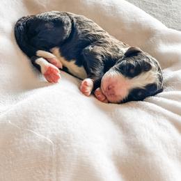 Espresso - Brown male Bernedoodle puppy in Hudson, Indiana from TurkeyCreek-K9