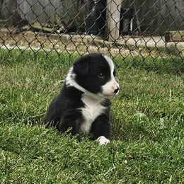 Boy 2 - Black and white male Border Collie puppy in Wakeman, Ohio from Sandstone Ridge Kennels