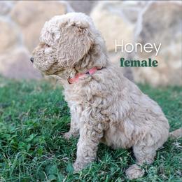 Honey - Apricot female Goldendoodle puppy in Ringgold, Georgia from Re Family Doodles