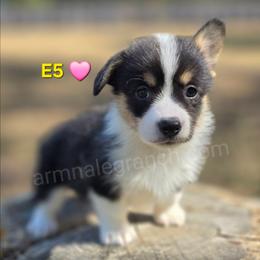 E5 - Black and tan female Pembroke Welsh Corgi puppy in Jacksonville, Texas from ArmnalegRanch LLC