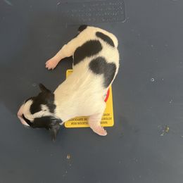 Olive - Piebald female Dachshund puppy in Conroe, Texas from R&M Dachshunds