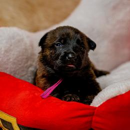 Fuchsia - Gold brindle female Dutch Shepherd puppy in Auburn, Georgia from Faberge Hollandse Herdershond