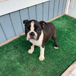 BOY 1 - Black brindle and white male Boston Terrier puppy in Anderson, South Carolina from Lola’s House of Bostons & Rescue