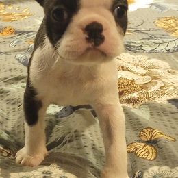 Boston Terrier Puppies from Lotus Life Puppies