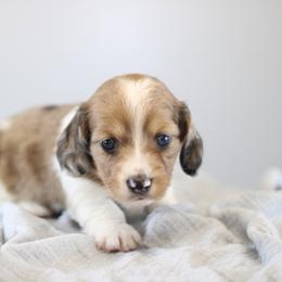 Kleo - Piebald female Dachshund puppy in Alto, Texas from Prima Dachshunds