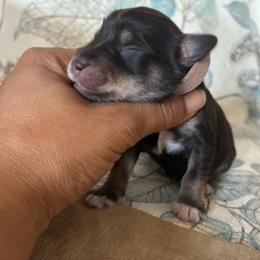 Naomi - Liver female Miniature Schnauzer puppy in Hemet, California from Journee Home Mini Schnauzers