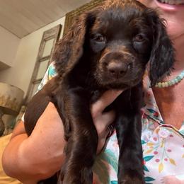 Bea (Sophia)-Leitchfield, KY - Chocolate female Boykin Spaniel puppy in Bowling Green, Kentucky from Drakes Creek Boykins LLC