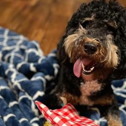 Bernedoodles from The Doodle Pad