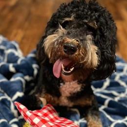 Bernedoodles from The Doodle Pad