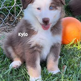 Kylo - Red tri-color male Australian Shepherd puppy in Magee, Mississippi from Paint ByNumbers Ranch
