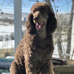 Asher - Poodle