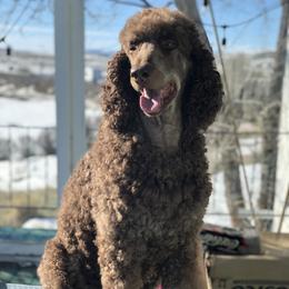 Asher - Poodle
