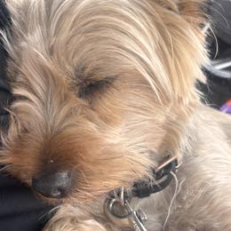 Teddy - Yorkshire Terrier