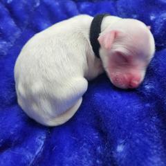Boy 5 Black - White male Llewellin Setter puppy in North Dinwiddie, Virginia from Pups Furever