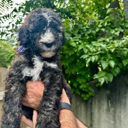 Chase - Sable male Bernedoodle puppy in Holt, Missouri from Mindys Doodles